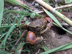 Chasmagnathus convexus