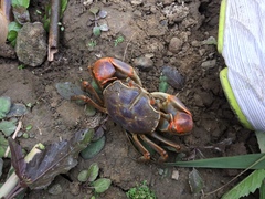 Chasmagnathus convexus