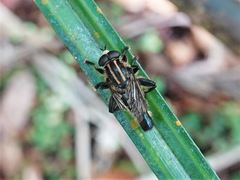 Orthoprosopa bilineata