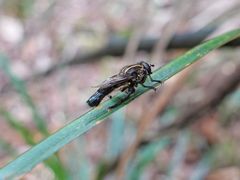 Orthoprosopa bilineata