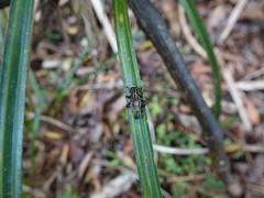 Orthoprosopa bilineata