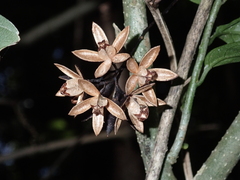 Toona ciliata, recorded fruiting