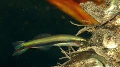 Yellow Dartfish photo 2