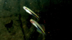 Yellow Dartfish photo 3