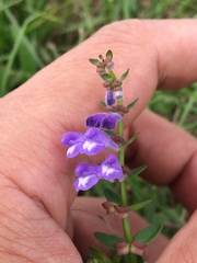 Scutellaria barbata