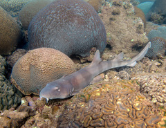 Brownbanded Bamboo Shark photo 3