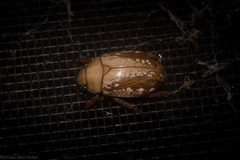 Anoplognathus concolor