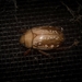 Campfire Beetle - Photo (c) Nicholas John Fisher, some rights reserved (CC BY-NC)