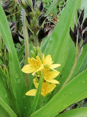 Hypoxis colchicifolia