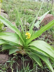 Hypoxis colchicifolia