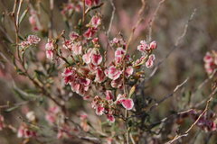 Atraphaxis decipiens