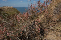 Atraphaxis decipiens