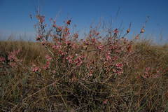 Atraphaxis decipiens