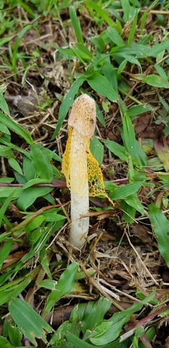 Phallus luteus image