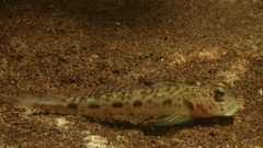 Speartail Mudgoby photo 3