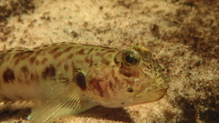 Speartail Mudgoby photo 4