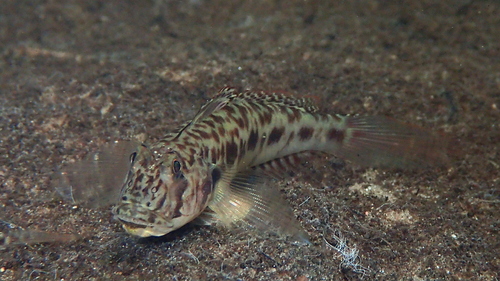 Lance tentacle goby (Oxyurichthys lonchotus) — Gobiidae