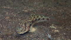 Speartail Mudgoby photo 2