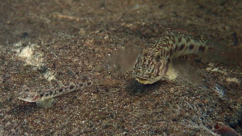 Lance tentacle goby (Oxyurichthys lonchotus) — Gobiidae — 5