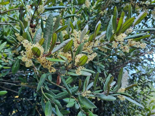 Olivillo (Aextoxicon punctatum)