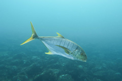 Gnathanodon speciosus