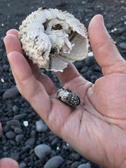 Echinometra oblonga