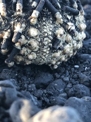Echinometra oblonga