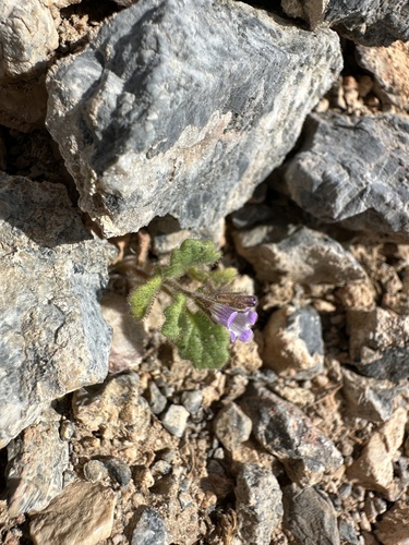 Image of Phacelia mustelina by (c) Matt Berger, some rights reserved (CC BY)