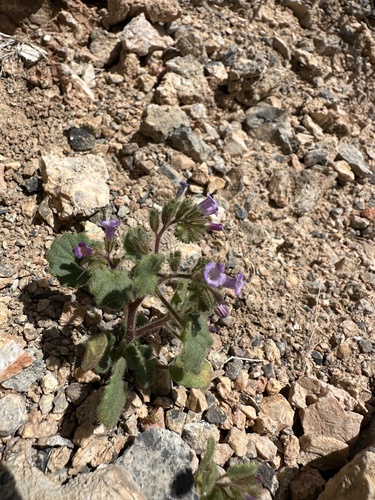 Image of Phacelia mustelina by (c) Matt Berger, some rights reserved (CC BY)