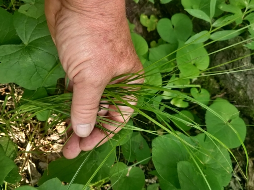 Carex echinodes (Carex echinodes)