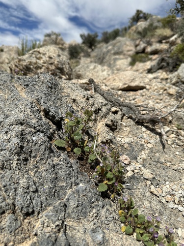 Image of Phacelia mustelina by (c) Matt Berger, some rights reserved (CC BY)
