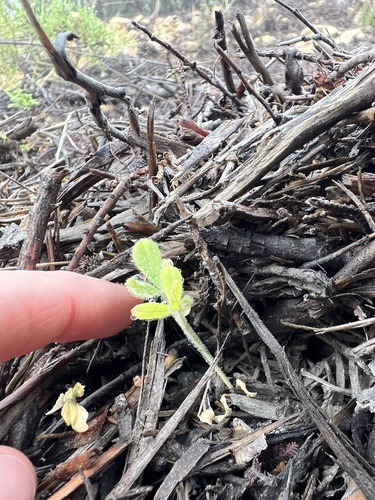 Big Deervetch seedling