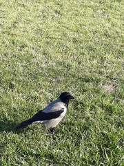 Corvus cornix
