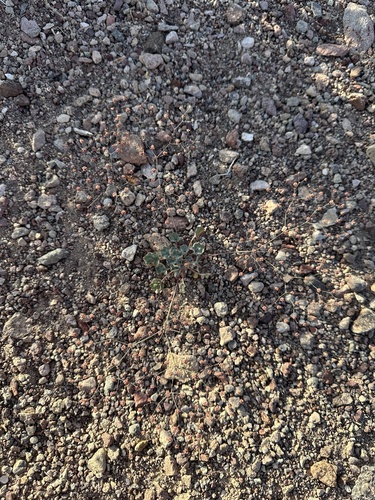 Image of Eriogonum reniforme by (c) Matt Berger, some rights reserved (CC BY)