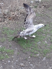 Larus