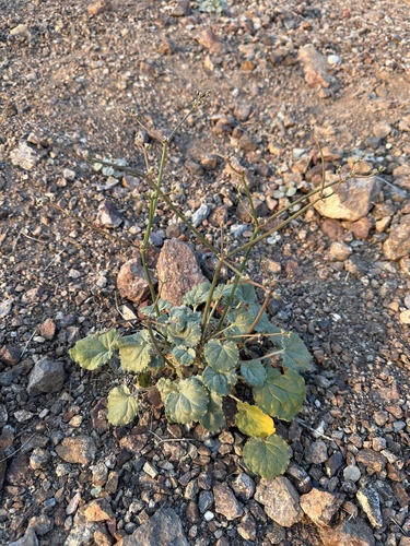 Image of Eriogonum hoffmannii by (c) Matt Berger, some rights reserved (CC BY)