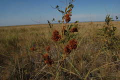 Glycyrrhiza eglandulosa
