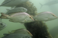 Lutjanus malabaricus