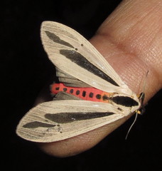 Creatonotos