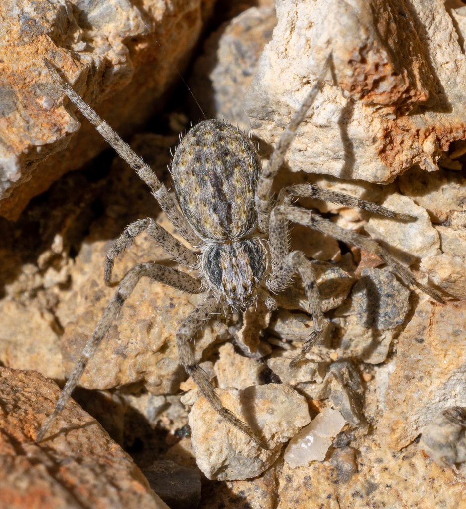 Apollophanes texanus