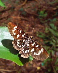 Lepidoptera