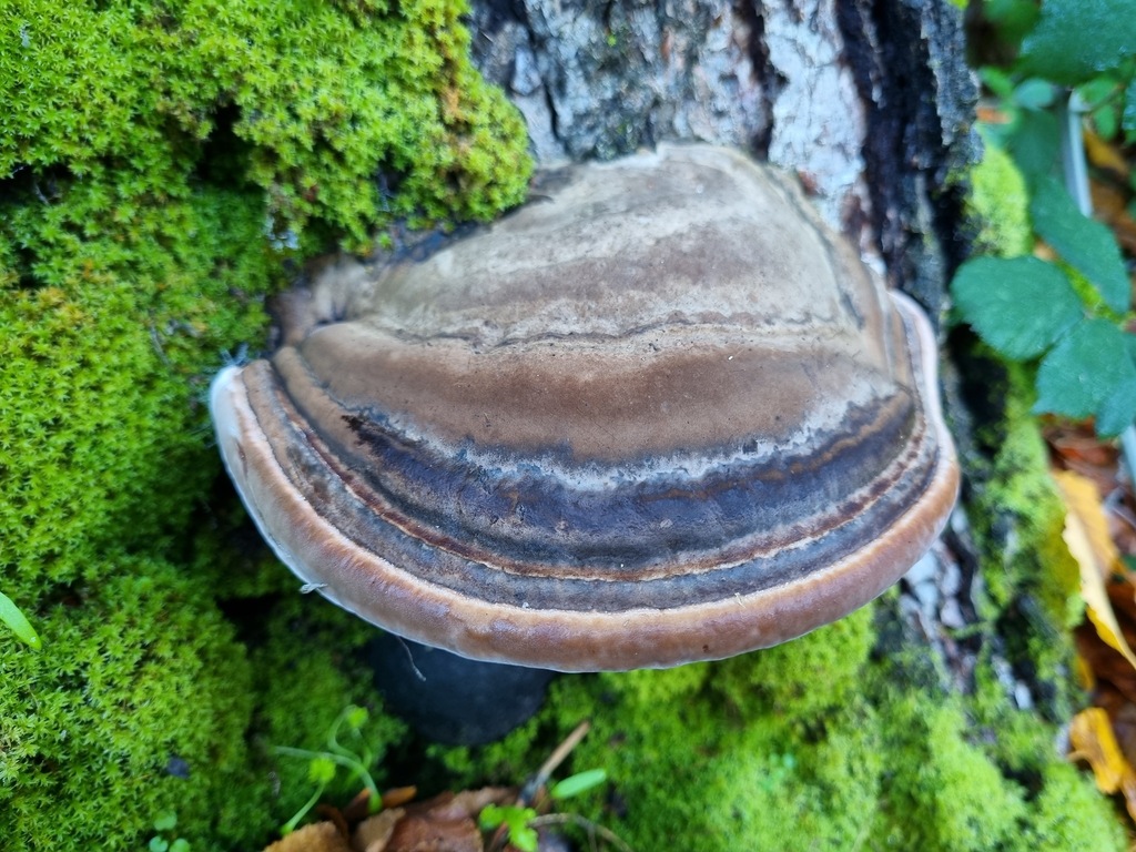 Ganoderma australe · June 2023 · photo: © cesar383 (iNaturalist, cc-by-nc)