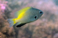 Pomacentrus nigromanus