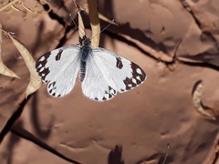 Pontia glauconome