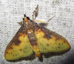 Pachynoa sabelialis