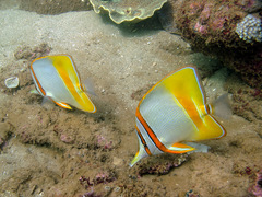 Chelmon marginalis