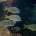 Western Yellowfin Bream - Photo (c) Tony Ayling, some rights reserved (CC BY-NC), uploaded by Tony Ayling