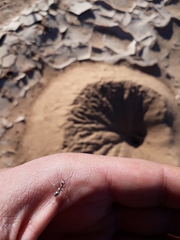 Cataglyphis bombycina