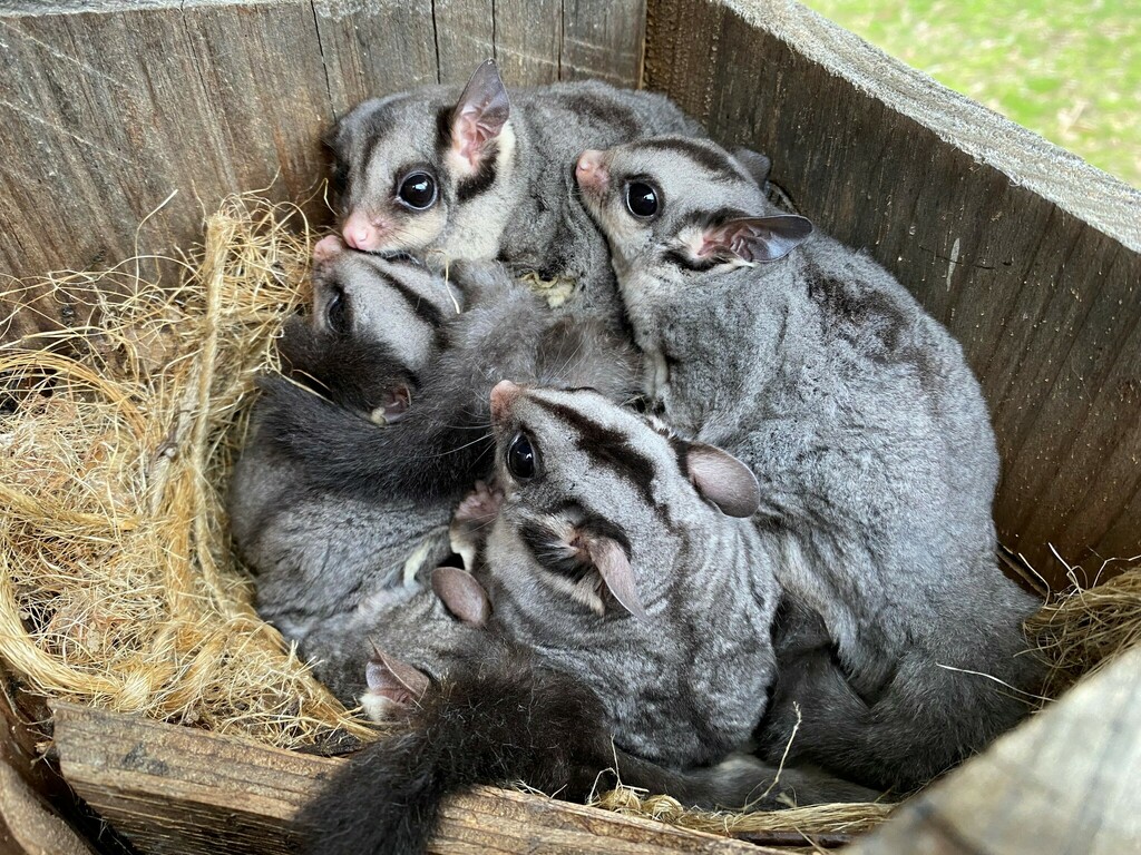 Sugar Glider from St Andrews VIC 3761, Australia on June 13, 2023 at 02
