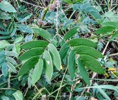 Mimosa casta